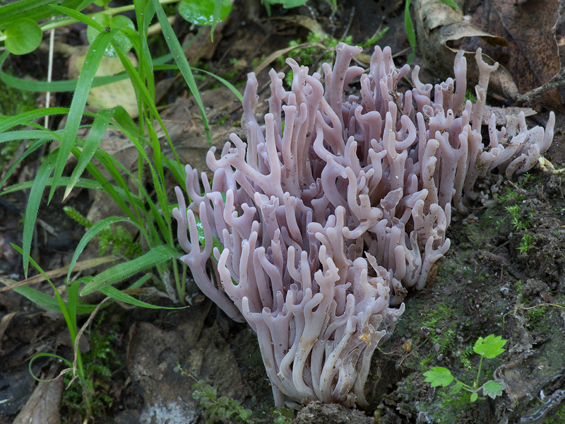 Clavaria zollingeri